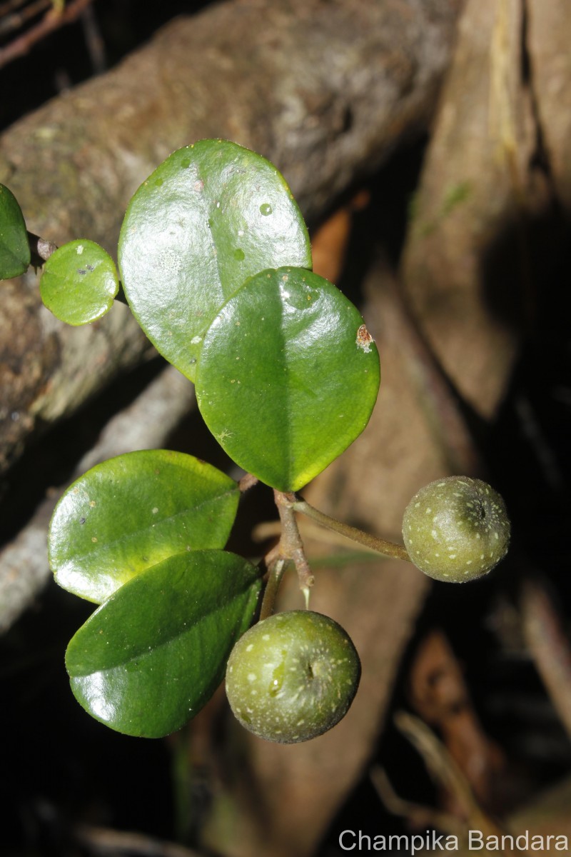 Ficus diversiformis Miq.